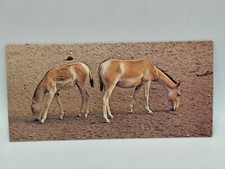 Nestlé MERVEILLES DU MONDE Carte N°49 "L'hemione" b