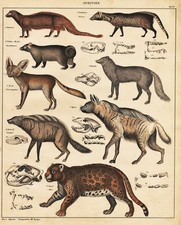 Jaguar Fennek Fennec Fox