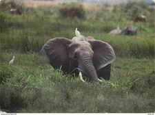 Carte Postale - Animaux -