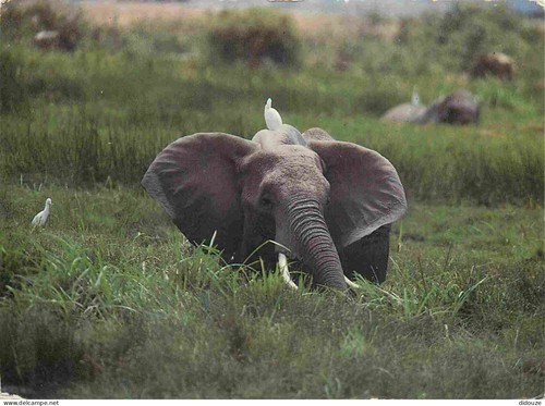Carte postale animaux - -,