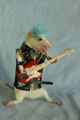 Taxidermie rat punk guitare - rat,
