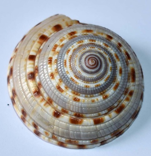 Coquillages architectonica - coquillages,