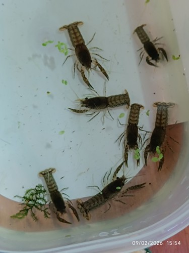 Crevettes 6 blues - 6, velvet