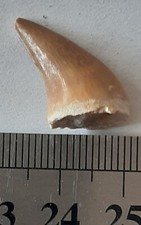 DENT de MOSASAURE Fossile