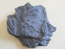 VEGETAUX FOSSILES DU CARBONIFERE ( 300 MA ) - 14 x 10,5 cm. 40 grs.