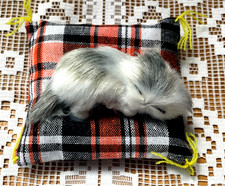 Adorable CHAT Blanc Gris qui