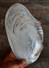 curiosité , taxidermie ,Coquillage : enooorme clam de chine