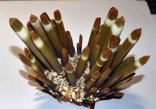 Echinoderme heterocentritus - -,