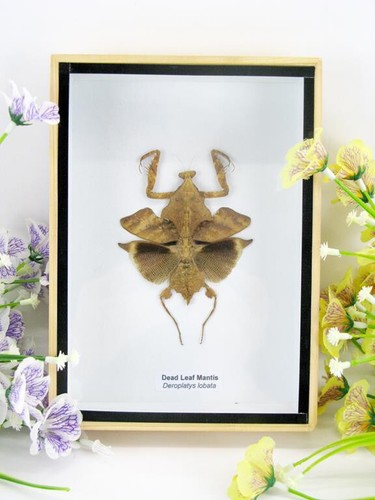 Dead leaf mantis mante - mantis,