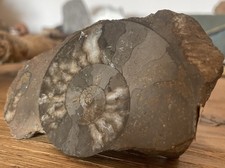 Ammonite Fossile Sciée Polie