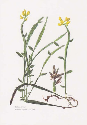 Flügelginster genista - flügelginster,