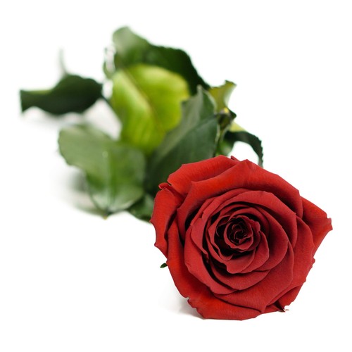 Rose éternelle rouge avec