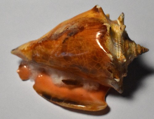 Sea shell coquillages - -,