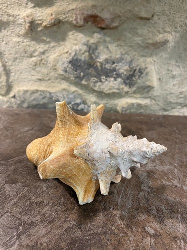 Coquillage conque lambi - coquillage,
