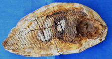 Joli Poisson fossile perleidus  Pe26BT TRIAS Madagascar NW Triassic fossil fish