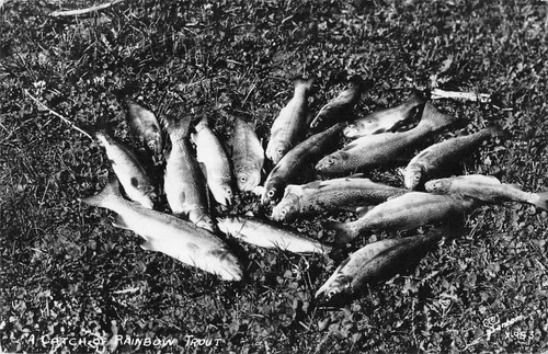 Fishing catch of rainbow - catch,