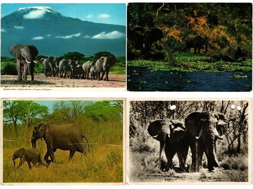 Elephant elephants animals - elephant,,