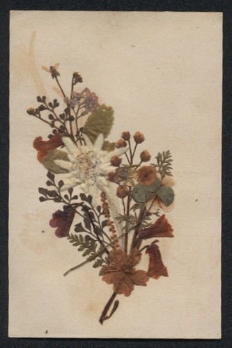 Carte postale fleurs - carte,