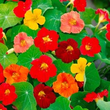 Lot De 10 Graines De Capucine Naine Tom Pouce Variés FleursSemences Graines Seed