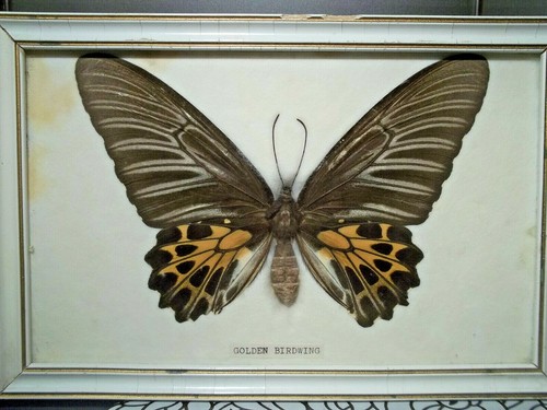 Papillon golden birdwing - papillon.,