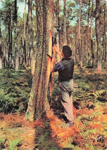 Les landes resinier dans - landes,