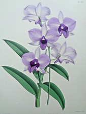John Nugent Fitch ORIGINAL ORCHID LITHOGRAPH Dendrobium Phalaenopsis Orchidée