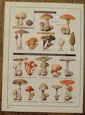 Planche Champignons,mycologie