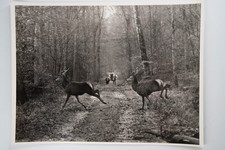 PHOTO Argentique	France	chasse à courre vénerie cheval	18X24cm	1960
