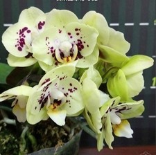 Phalaenopsis "Miki Hydrangea" 562