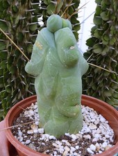 CACTUS LAGENIFORMIS MONSTRUOSA