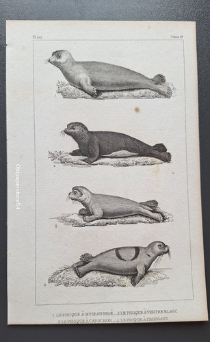 Gravure buffon - gravure,
