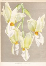 Stanhopea Rucker Central South America Botanique Impression Litho Burvenich