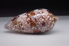 122 - Sea shells -Conus