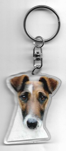 Fox terrier porte - terrier, chien