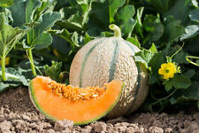 20 graines de melon de
