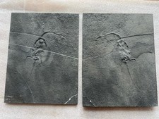 Véritable Reptile marin-Fossil de Keichousaurus