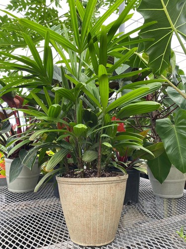 Rhapis excelsa palm - excelsa, medium