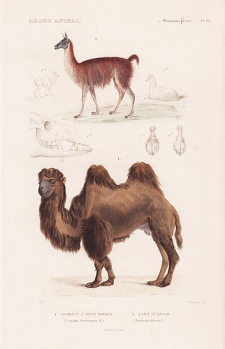 Kamel camel camelus guanako - camel,