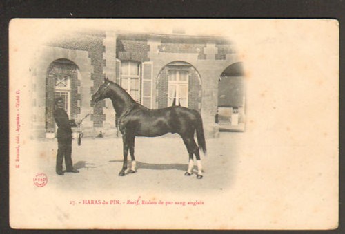 Haras pin rueil - (61),