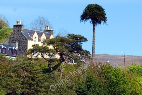 Photo 6x4 portree monkey - photo,