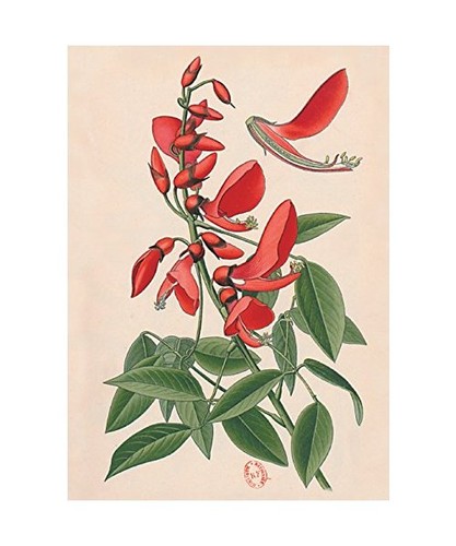 Carnet ligné erythrine - carnet,