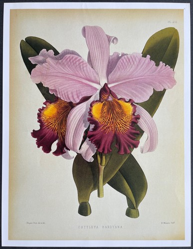 Botanique orchidées cattleya - botanique,