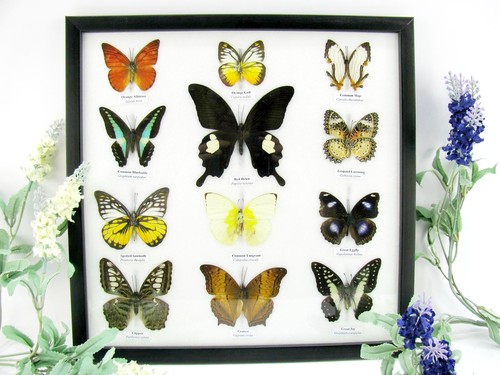 Papillons exotiques réel - papillons,