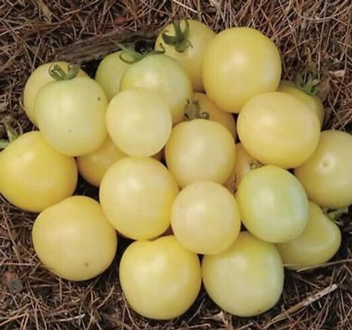 Graines tomate cerise - graines,