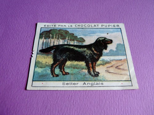Chiens setter anglais - chiens,