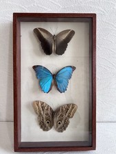 ENTHOMOLOGIE CADRE 3 PAPILLONS