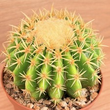 Echinocactus grusonii f