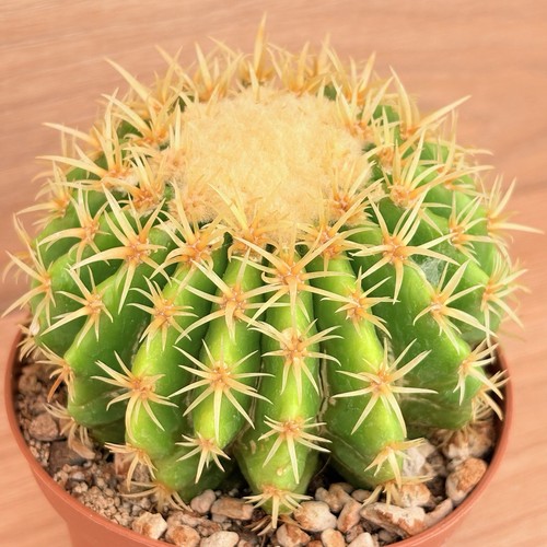 Echinocactus grusonii - , f