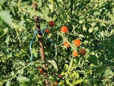 Lot de 50 graines de tomate