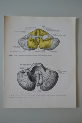Planche anatomie humaine - d'anatomie,